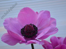 Anemone