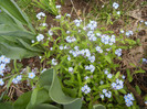 Myosotis alpestris (2012, April 17)