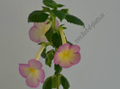 Achimenes Sauline