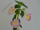 Achimenes Sauline