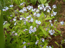 Myosotis alpestris (2012, April 18)