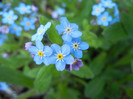Myosotis alpestris (2012, April 21)