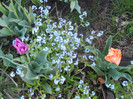 Myosotis alpestris (2012, April 21)