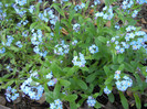 Myosotis alpestris (2012, April 21)