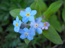 Myosotis alpestris (2012, April 21)