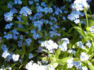 Myosotis alpestris (2012, April 24)