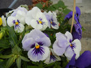 Pansies (2012, April 17)