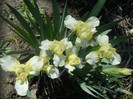 lemon puff, semitimpuriu, talie mijlocie, 22 apr 2012