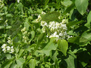 White Lilac Tree (2012, April 22)