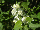 White Lilac Tree (2012, April 22)
