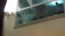 Demi  -  Sheraton Barra (631)
