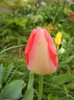 Tulipa Judith Leyster (2012, April 18)