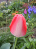 Tulipa Judith Leyster (2012, April 20)