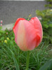 Tulipa Judith Leyster (2012, April 20)