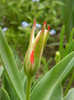 Tulipa Johann Strauss (2012, April 17)