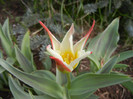 Tulipa Johann Strauss (2012, April 17)