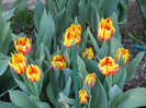 Tulipa Mickey Mouse (2012, April 24)