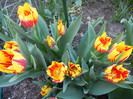 Tulipa Mickey Mouse (2012, April 24)