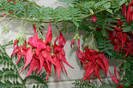 Clianthus puniceus