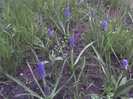 24-04-12_MUSCARI