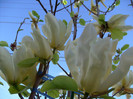 Magnolia Yellow River-2012
