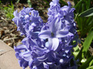 Hyacinth Delft Blue (2012, April 24)