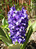 Hyacinth Peter Stuyvesant (2012, Apr.24)