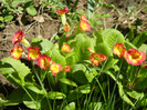 Primula polyanthus Red (2012, April 16)