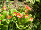 Primula polyanthus Red (2012, April 16)