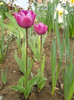 DSCN2608