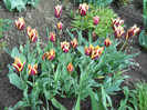 DSCN2653