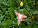 DSCN3581