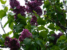 DSCN3619