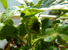 DSCN3653