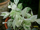epipremnum aureum
