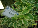 vinca major