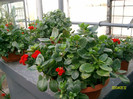 kalanchoe