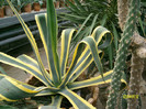 agave americana