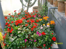 kalanchoe