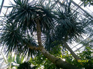 dracena draco