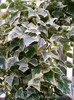 hedera helix