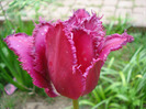 Barbados, fringed tulip, 01may2011