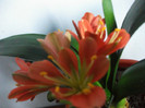 poze 3471