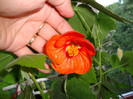 abutilonul a inflorit