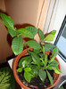 gardena,,a mai crescut