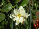 Narcissus Cum Laude (2012, April 25)