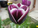 Tulipa Jackpot (2012, April 25)
