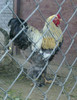 BRAHMA BLUE SILVER