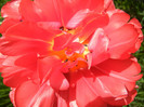 Tulipa Red (2012, April 25)