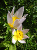 Tulipa Lilac Wonder (2012, April 25)